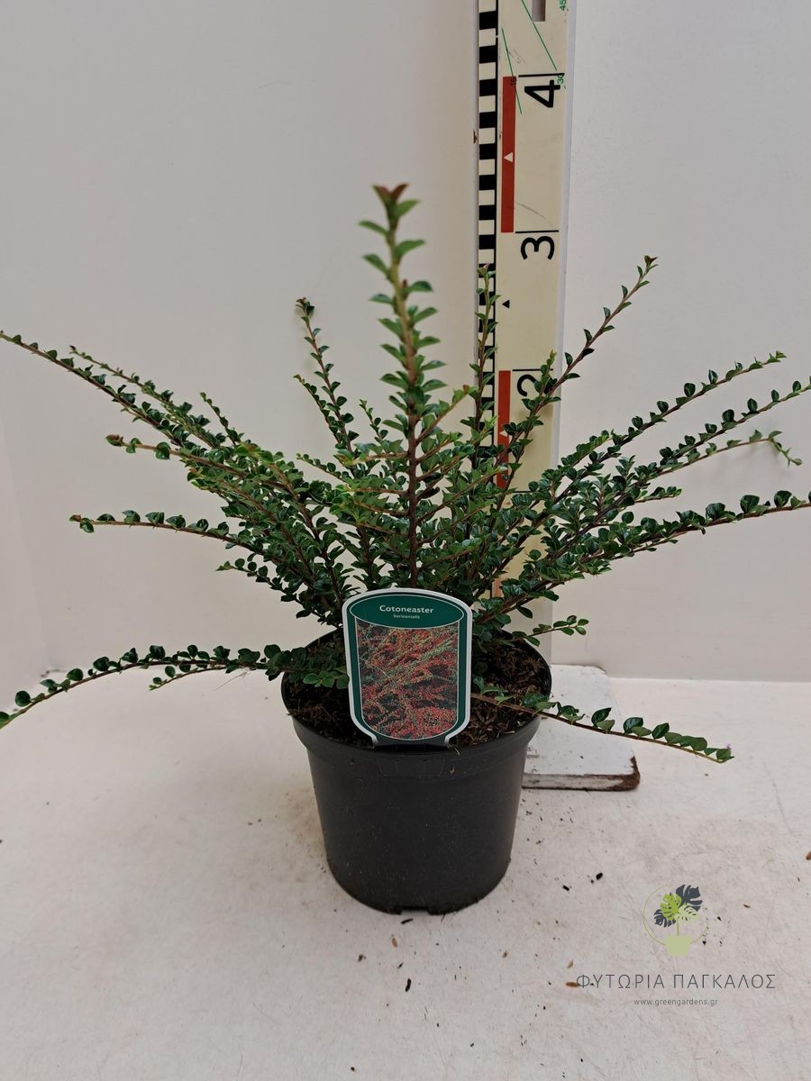 ΚΥΔΩΝΙΑΣΤΡΟ – Cotoneaster horizontalis - 3